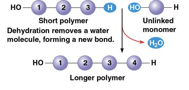 <p>occurs when 2 monomers bond together through the loss of a water molecule</p>