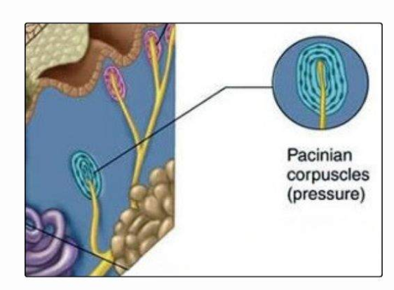 <ul><li><p>type of cutaneous receptor</p></li></ul><p></p><ul><li><p>LOCATION → DEEP dermis &amp; hypodermis (subcutaneous tissue)</p></li><li><p>FUNCTION → deep pressure &amp; high frequency vibrations (250-350 hz)</p><ul><li><p>adaptive receptors → then DEC response if constant stimuli</p></li></ul></li><li><p>SENSITIVTY → </p><ul><li><p>VV mechanical changes → deep pressure, stretch, INC frequency</p></li><li><p>DEC light touch &amp; low frequency vibrations</p></li></ul></li></ul><p></p>