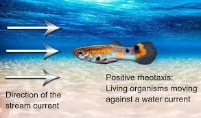 <p>orientation into stream current </p><ul><li><p>positive = orients body into oncoming current</p></li><li><p>negative = orients away from oncoming current </p></li></ul><p></p>