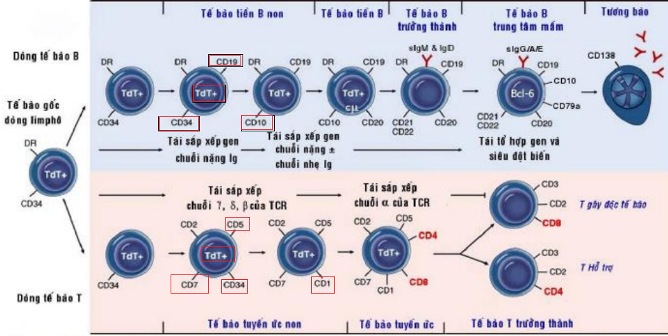 <p>TDT+, CD34, CD1, CD5, CD7</p>