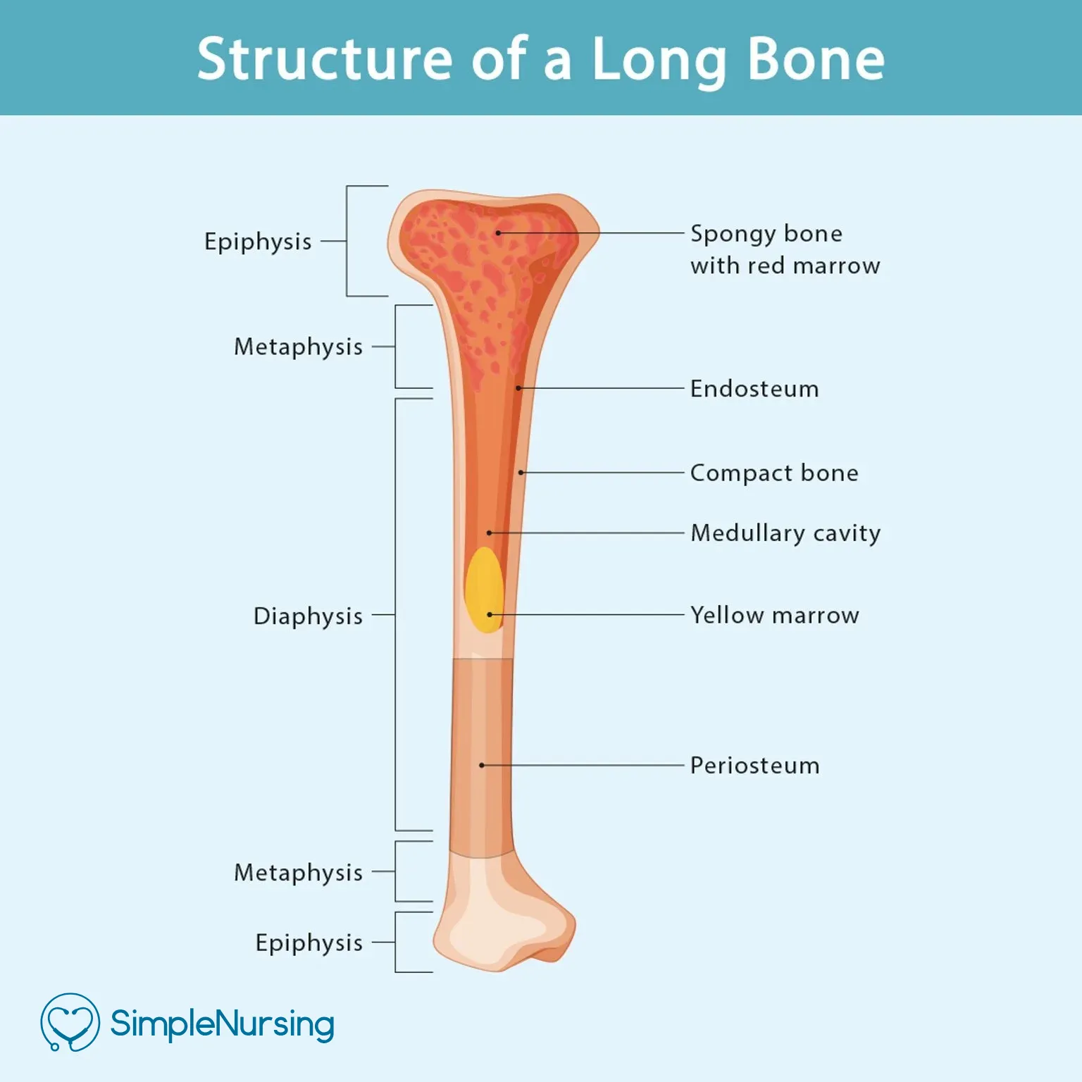 <p>Makes up most of bone's length; composed of compact bone.</p>