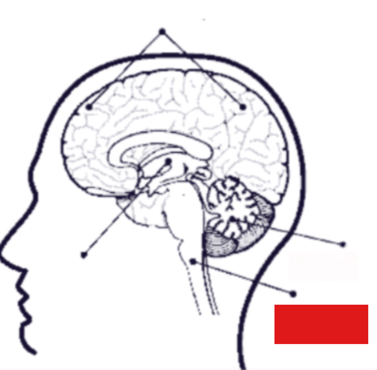 <p>connects brain and spinal cord</p>
