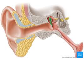 <p>middle ear</p>