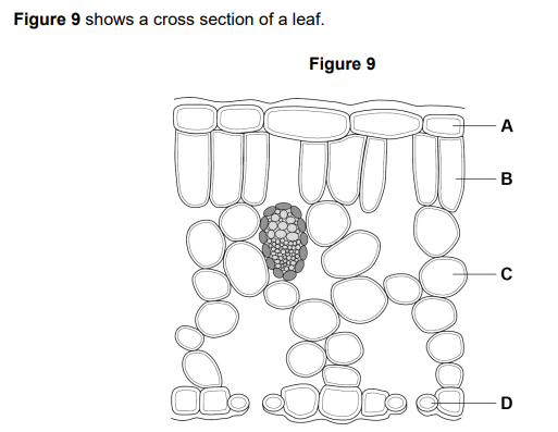<p>2021: Which cell is most transparent?</p>