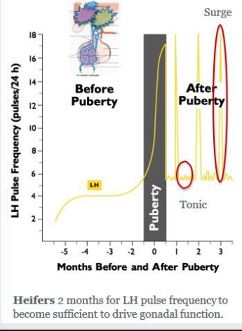<p>before and after brain puberty</p>