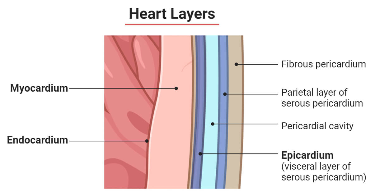 <ol><li><p><span style="background-color: transparent;">Epicardium - inner layer of the serous pericardium&nbsp;</span></p></li><li><p><span style="background-color: transparent;">Myocardium - cardiac muscle tissue, thickest layer, rich blood supply</span></p></li><li><p><span style="background-color: transparent;">Endocardium - Smooth layer of endothelial cells, lines chambers and valves</span></p></li></ol><p></p>