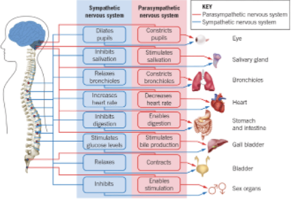 <p>division of autonomic nervous system: </p><p><span>Alters the activity level of internal muscles, organs and glands to physically prepare our body for increased activity during times of high emotional or physical arousal (under threat). </span></p><p><span>Our body reacts with physiological changes that assist survival: Readying the body for a quick&nbsp;response (<u>Flight – Fight – Freeze&nbsp;response.). </u>Increases&nbsp;Arousal. Release&nbsp;of adrenalin&nbsp;and non-adrenalin to cause some body functions to speed up.&nbsp;</span></p>