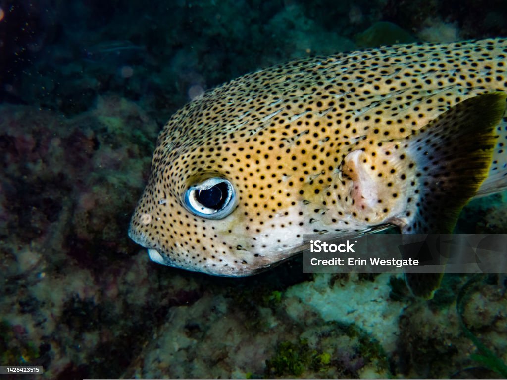 <p>Same-sized dots, black spines with orange tips, beak teeth, and lacking a front groove</p>