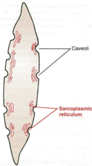 <p>caveoli</p>