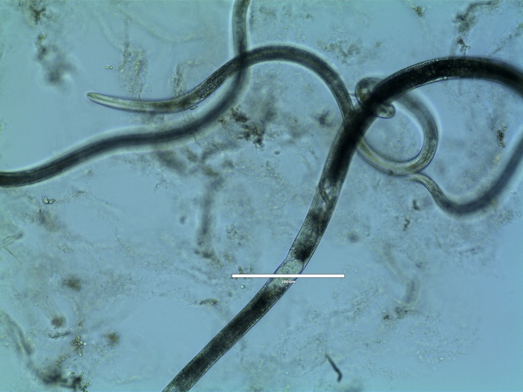 <p>Phylum and genus of this species</p>