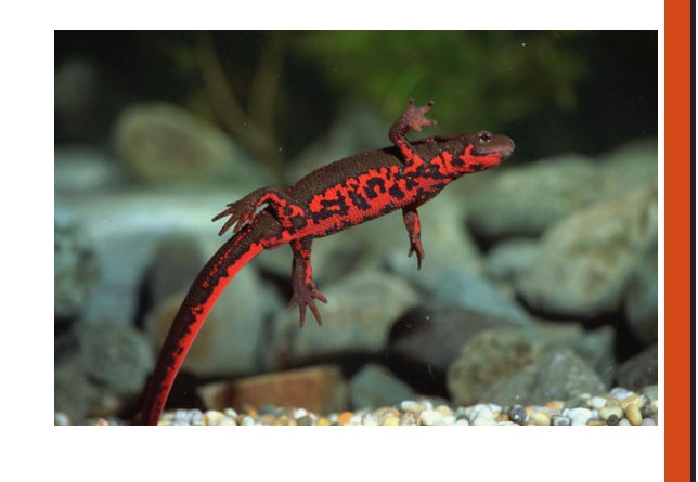 <p>name this animal</p>