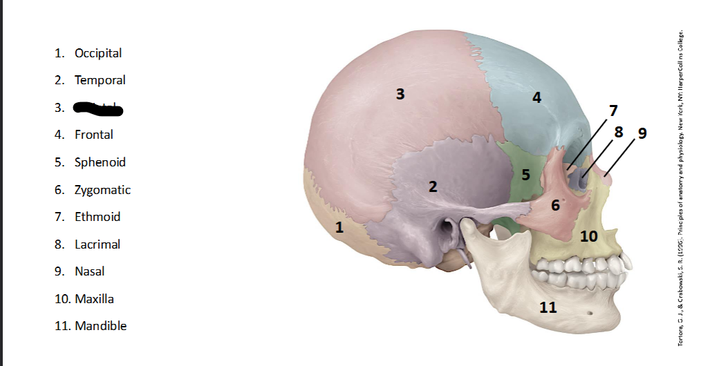 <p>What landmark within the <strong>Skull? (LATERAL)</strong></p>