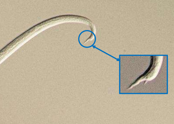 <p>přežvýkavci</p>