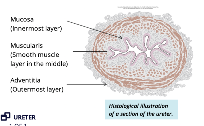 <ul><li><p>adventitia</p></li><li><p>muscularis</p><ul><li><p>smooth muscle </p></li></ul></li><li><p>mucosa </p><ul><li><p>transitional epithelium </p></li></ul></li></ul><p></p>