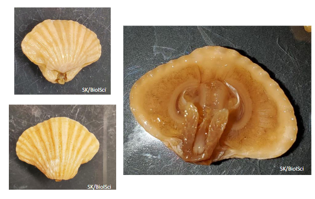 <p>Terebratalia sp. </p>