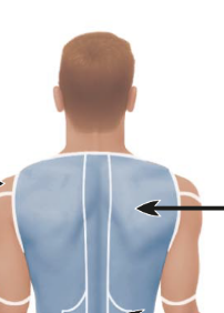 <p>the shoulder blades </p>