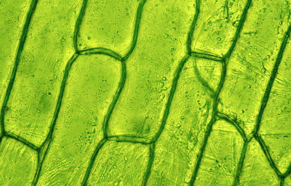 <p>A rigid outer layer that provides <strong>shape, support, and protection</strong> to the prokaryotic and eukaryotic plant cell.</p>