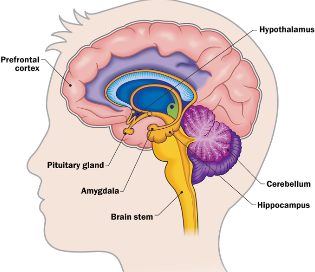 <p><span style="background-color: transparent;">A group of nuclei in the medial anterior part of the temporal lobe</span></p>