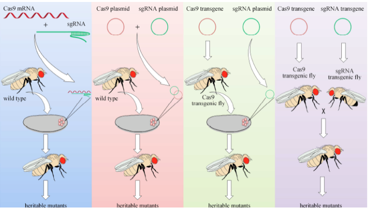 <p>inject guide RNA-expressing plasmid into CAS9-expressinf flies, deletion made after repair by NHEJ, use classical genetics &amp; molecular screening to find the mutation</p>
