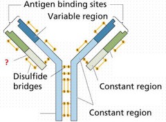 <p>Bottom portion of the Y</p>