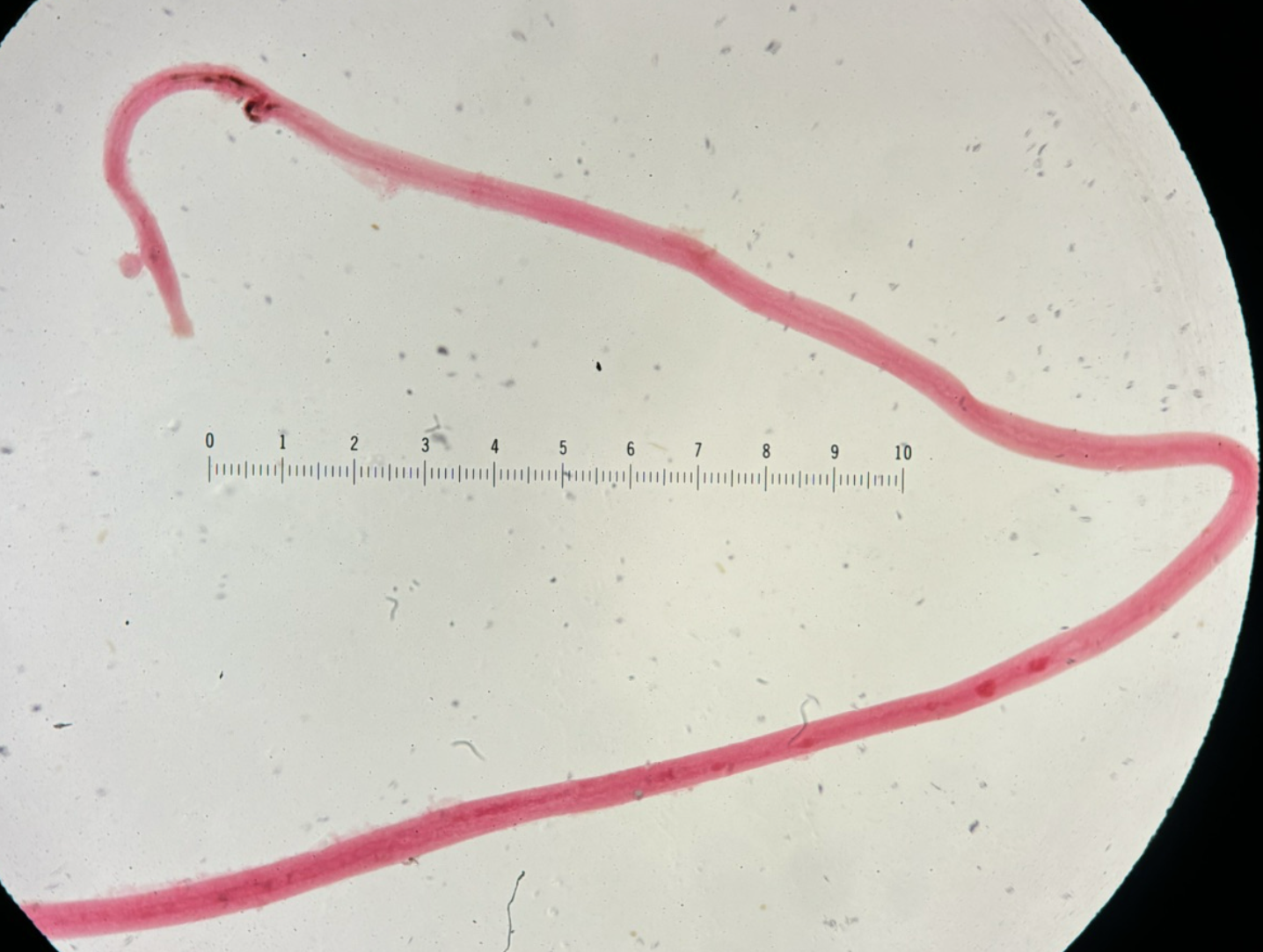 <p>Kingdom?</p><p class="p1">Phylum?</p><p class="p1">Class?</p><p class="p1">Subclass?</p><p class="p1">Order?</p><p class="p1">Family?</p><p class="p1">Species/Stage + Gender ?</p>