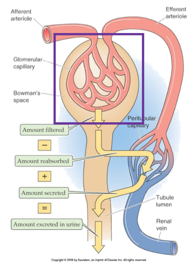 <p>Afferent arteriole</p>