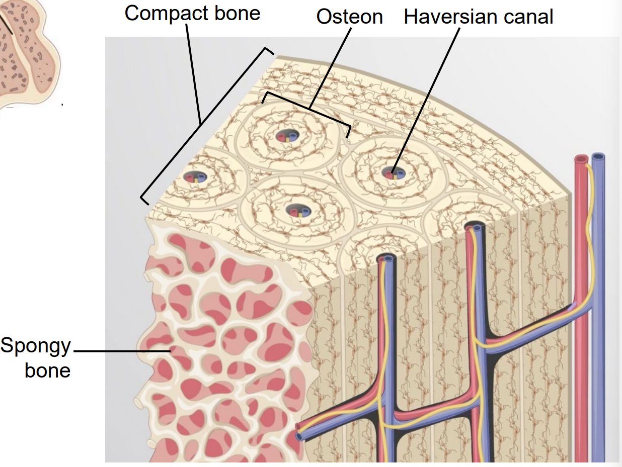 <p>hard, mineralized connective tissue that comjprises the skeleton of vertebrate animals</p>