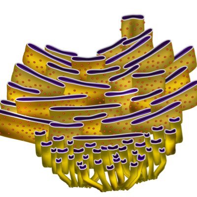 <p>membranous organelle consists a series of tubules with ribosomes attached, which are responsible for synthesis and packaging of protein. continuous with nuclear membrane</p>