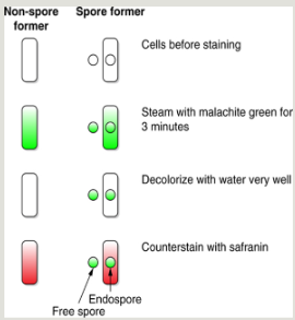 <p>Green</p>