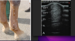 <p>SDFT</p><p>DDFT </p><p>ICL = inferior check ligament (proximal only)</p><p>SL = suspensory ligament</p>
