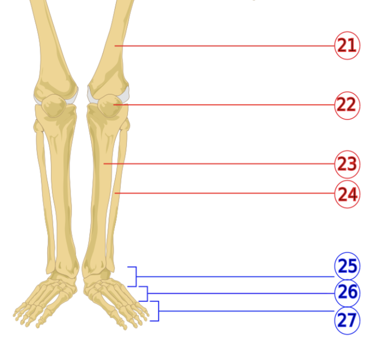 <p>23</p>