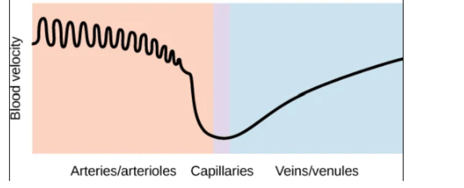 <p>arteries > veins > capillaries</p>