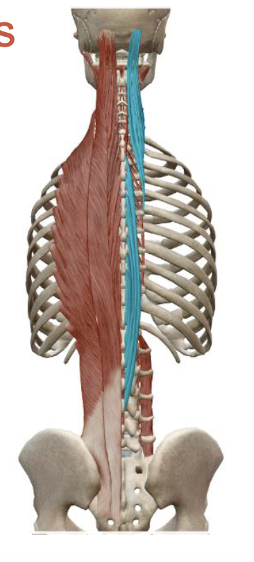 <p>Erector Spinae: Spinalis Origin</p>