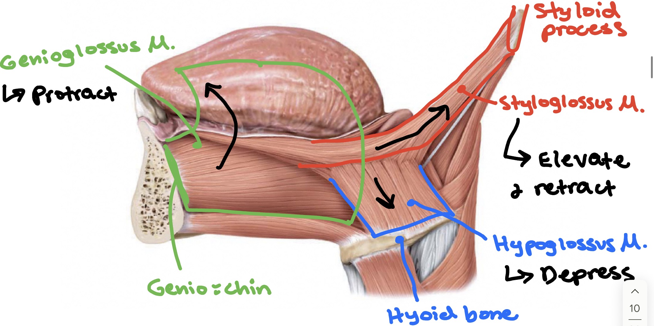 <ul><li><p>Innervated by: Hypoglossal nerve (CN Xll)</p></li><li><p>3 muscles: </p><ul><li><p><strong>Genioglossus muscle</strong> → protracts tongue</p><ul><li><p>(Genio = chin)</p></li></ul></li><li><p><strong>Styloglossus muscl</strong>e → elevates &amp; retracts tongue </p><ul><li><p>(Attached to styloid process)</p></li></ul></li><li><p><strong>Hypoglossus muscle </strong>→ depresses tongue </p><ul><li><p>(Attached to hyoid bone)</p></li></ul></li></ul></li></ul><p></p>
