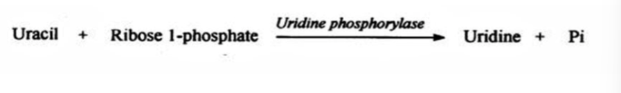 <p>reversible phosphorolysis them via kinase activity which could add phosphate to make UDP (uracil to uridine)</p>