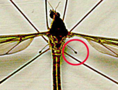 <p>Identify the…</p><ol><li><p>Insect</p></li><li><p>Order</p></li><li><p>Circled body part</p></li><li><p>Purpose of body part</p></li></ol><p></p>