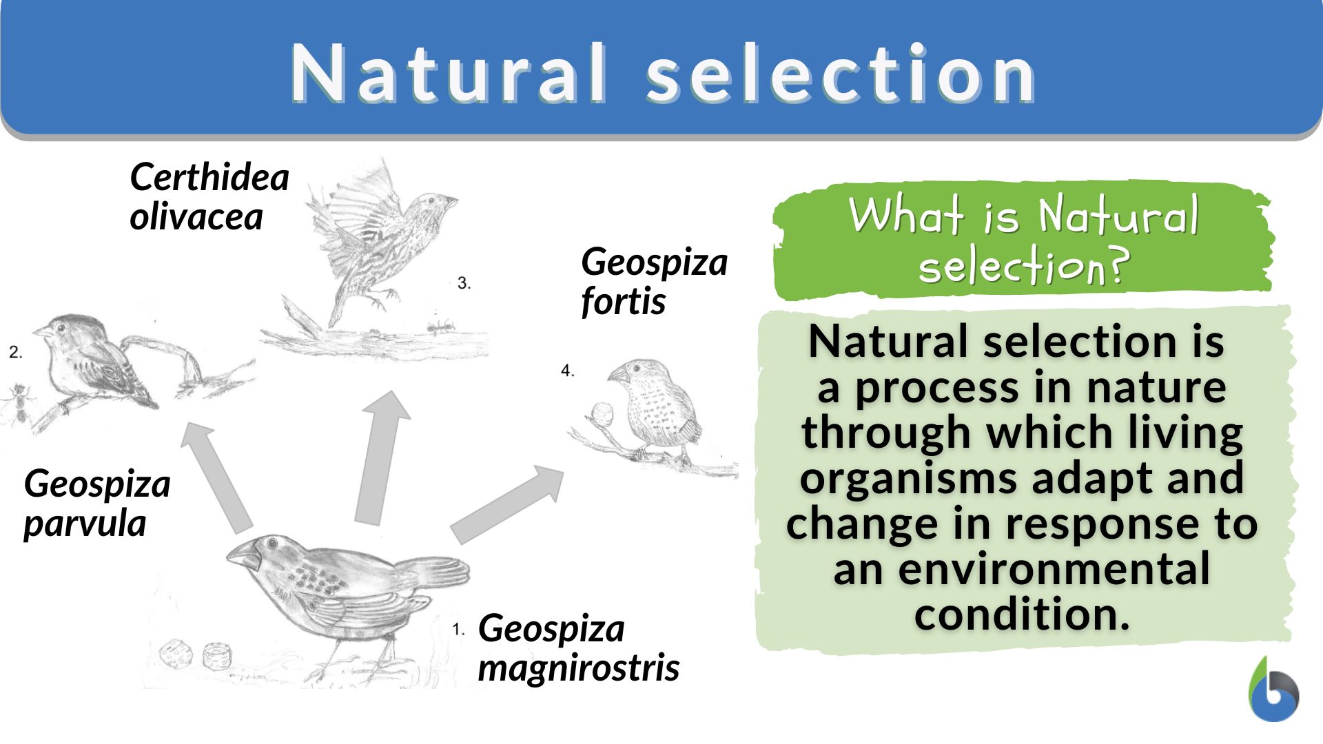 <p>Natural Selection</p>