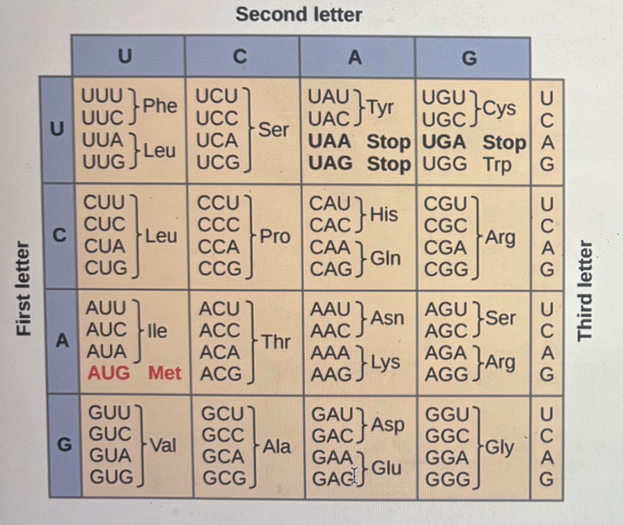 <p>The following segment of DNA has a single open reading frame. How many codons does it have? </p><p></p><p>5’-GACTACCGGCACCAGTAGATATCAATACGGAACCATCGTCAGGACCGAA-3’</p><p>3’CTGATGGCCGTGGTCATCTATAGTTATGCCTTGGTAGCAGTCCTGGCTT-5’</p><p></p><p>A. 4</p><p>B. 5</p><p>C. 7</p><p>D. 10</p><p>E. More than 15</p>
