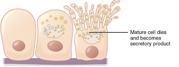 <p>Whole – release by entire cell rupturing (sebaceous glands)</p><ul><li><p>(Hair and holes from acne)</p></li></ul><p></p>