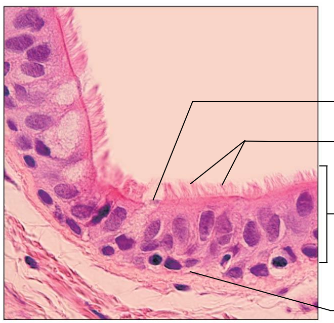 <p>Pseudostratified columnar epithelium location:</p>