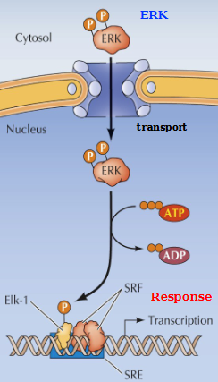 <p>Activated ERK (in the cytosol) translocates to the nucleus, where it phosphorylates the TF Elk-1</p><p>Elk-1 in turn binds to the serum response element (SRE) in a complex with serum response factor (SRF). This activation leads to immediate-early gene expression</p>