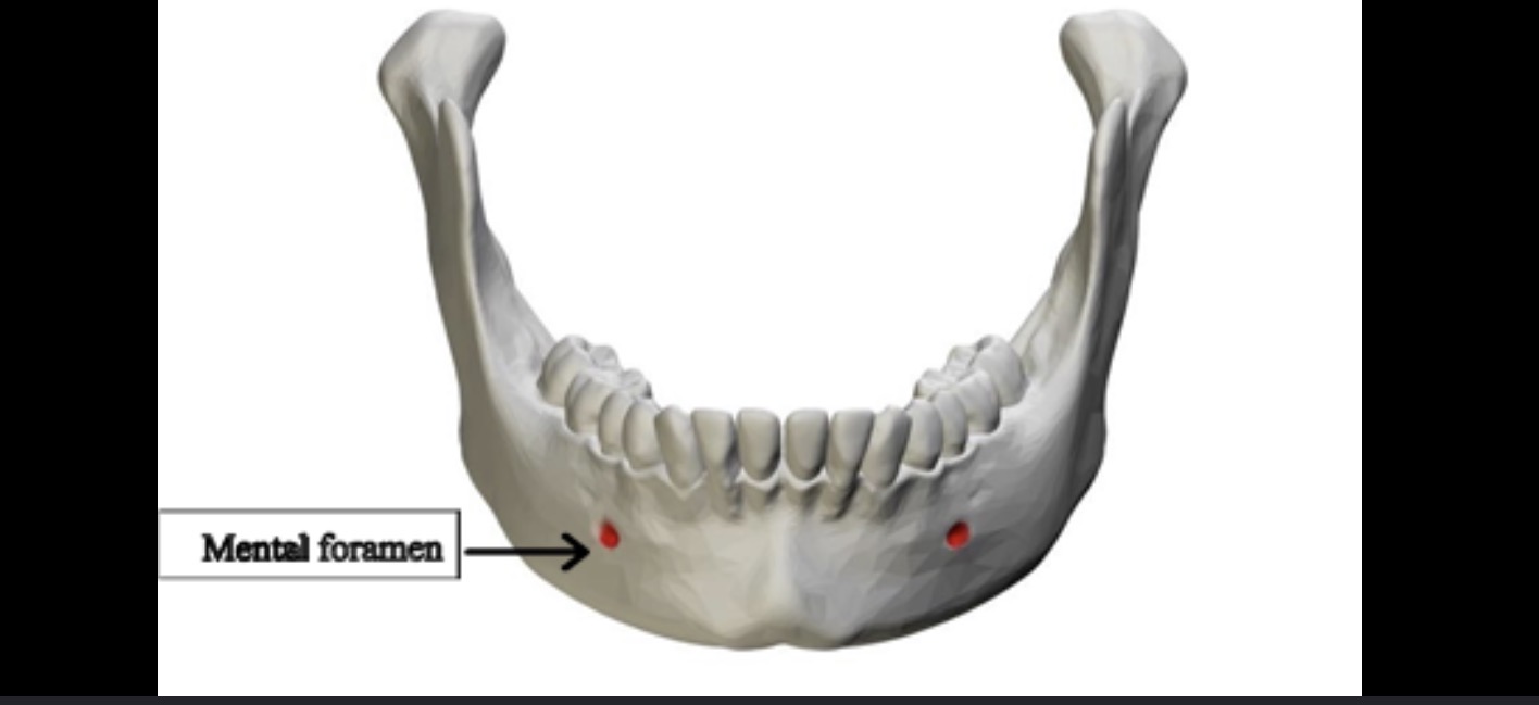 <p>Holes in the mandible nerves and blood vessels </p>