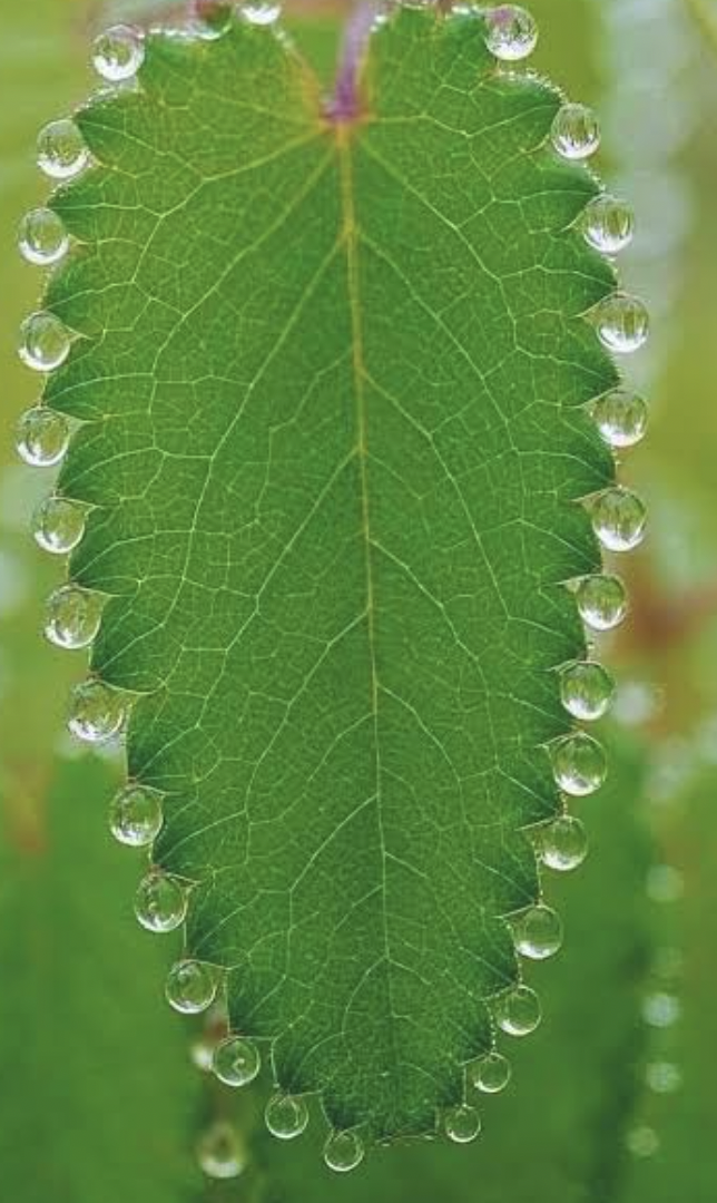 <p>Mineral dissolved in the vascular cylinder can absorb water and create root pressure in small plants, resulting in _ from the leaves</p>