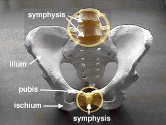 <p>Cartilage between bones</p><p>Allows limited movement, fused once animal skeletally mature (pelvis symphysis)</p><ul><li><p>Amphiarthrosis - Cartilagenous joints restricted movement. Vertebrae articulate through this joint</p></li><li><p>Synarthrosis - Cartilagenous joints no movement. Skeletal weakness, common fracture sites. e.g. mandibular and pelvic symphyses</p></li></ul><p></p>