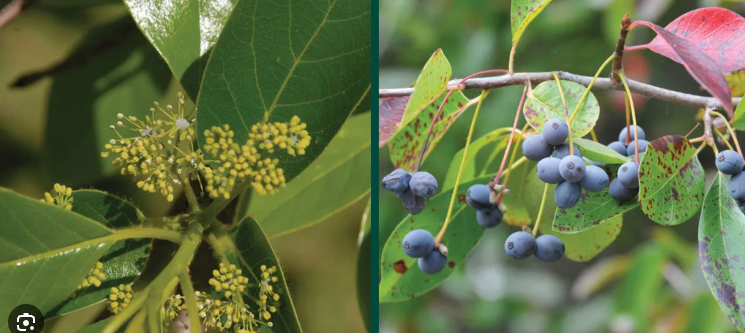 <p>What tree is this?</p>