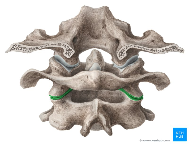 <p>What Joint?</p>