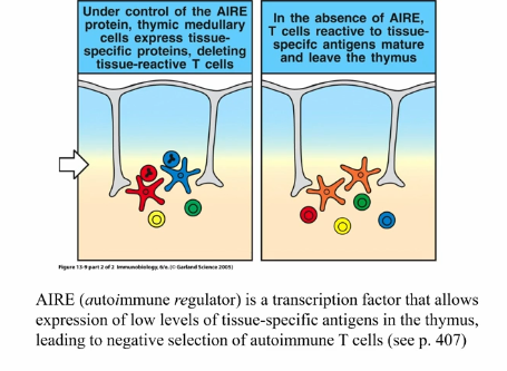 <p>Mechanisms of Self-Tolerance</p>