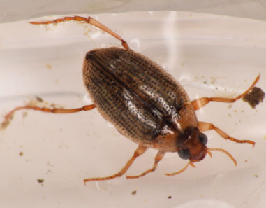 <p>Vigorous swimmers; legs fringed with long hairs (difficult to see without good magnification); elytra with distinct lines of dark punctures; large eyes</p>