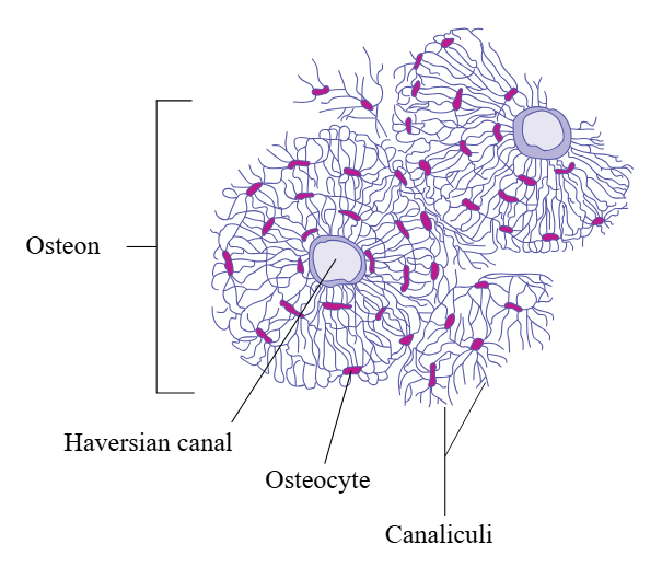 <p>basic structural/functional unit if bone</p><ul><li><p>consists of bone cells organized around a central canal and separated by concentric lamellae</p></li></ul><p></p>
