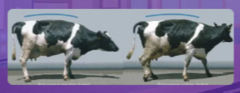 <p>A cow stands and walks with an arched back but can still bear some weight. What locomotion score is this?</p>